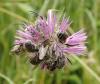 Eucera sp.